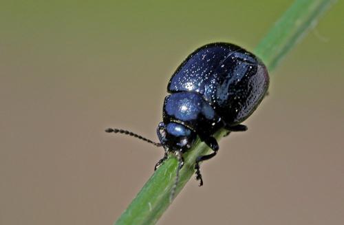 Réf. 209 179 : Chrysolina haemoptera